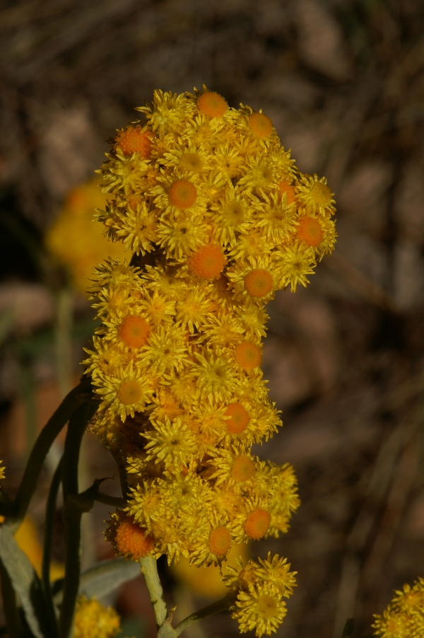 Chrysocephalum apiculatum